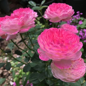 Rose Washitsu/Mon Amour，和室. Japanese Rose. Continue Blooming. Changing colors. Fragrance.