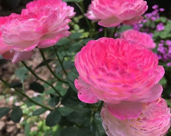 Rose Washitsu/Mon Amour，和室. Japanese Rose. Continue Blooming. Changing colors. Fragrance.