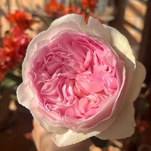 L&#39;esprit de fille. 伊芙乙女心 レスプリドフィーユ. Pretty and fragrance. Own root. Continue Blooming.
