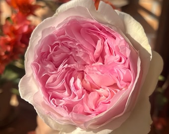 L&#39;esprit de fille. 伊芙乙女心 レスプリドフィーユ. Pretty and fragrance. Own root. Continue Blooming.