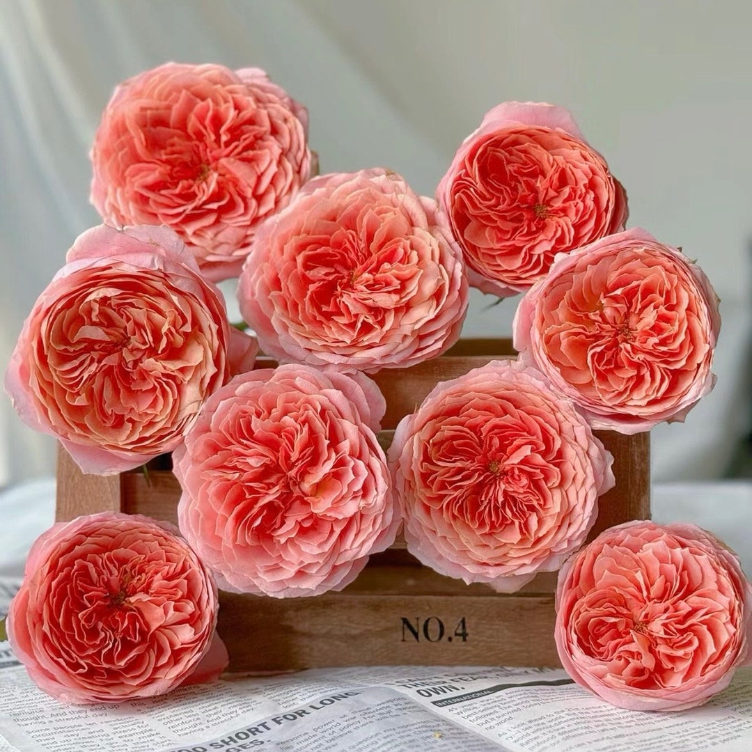 Rose Romantic Antike 浪漫古董 - Etsy