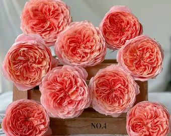 Rose Romantic Antike 浪漫古董 - Etsy