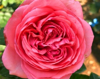 Japanese Rose 'yves Wedding Road' (婚礼之路) (2 Gal+ Live