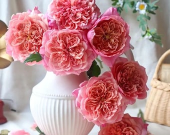 Puede incluir: Un ramo de rosas rosas con pétalos rizados en un jarrón blanco. Las rosas tienen un degradado de colores, desde el rosa claro hasta un tono coral más oscuro en el centro. El jarrón tiene un diseño clásico y acanalado.
