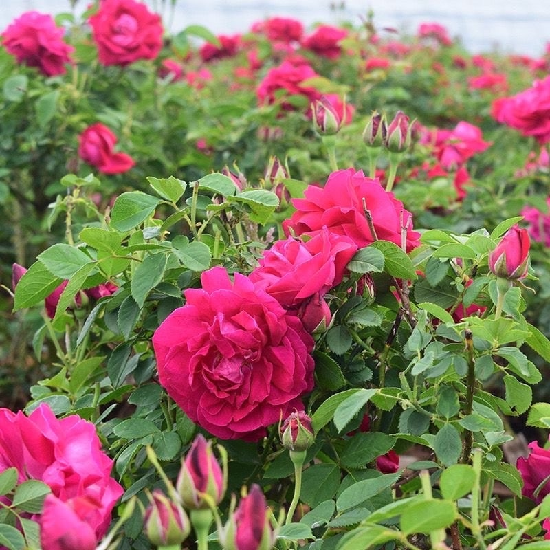 Edible Rose. Dianhong Rose. 滇红玫瑰 云南食用玫瑰 Yunnan Edible