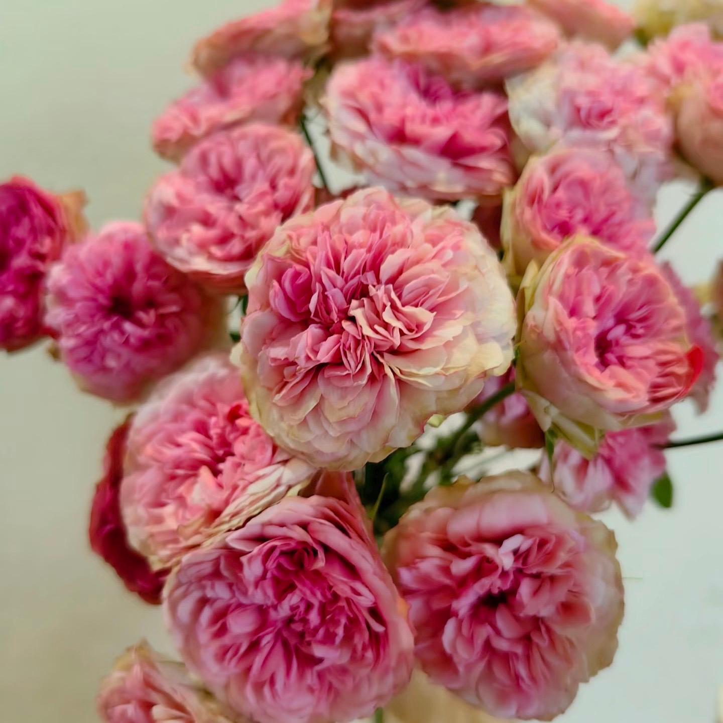 Rose Raspbeery Lovely Raspberry. Cut Rose. 可爱树莓 - Etsy
