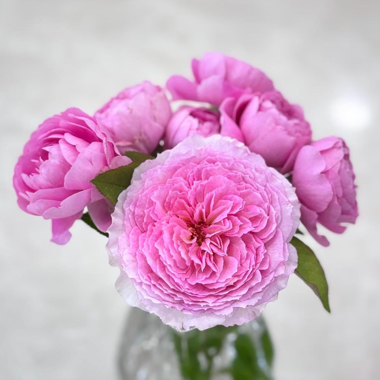 rose pink様❁︎オーダー　ハーバリウム2027母の日。:°ஐ*。: Traumerei 夢幻曲 Japanese Rose. Changing Colors. Pretty Own Root