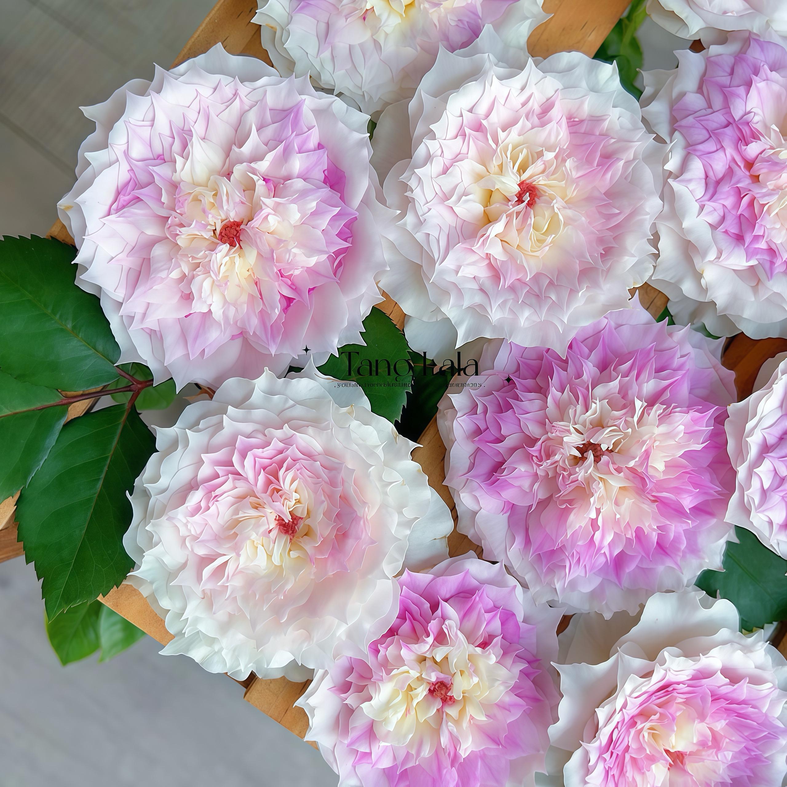Lingting /listen 聆听 Chinese New Rose. Own Root. - Etsy
