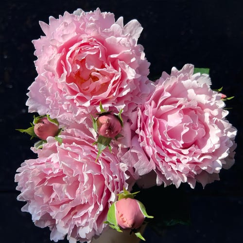 Mon Coeur 我的心モン クゥール Fragrance. Japanese Rose Continue