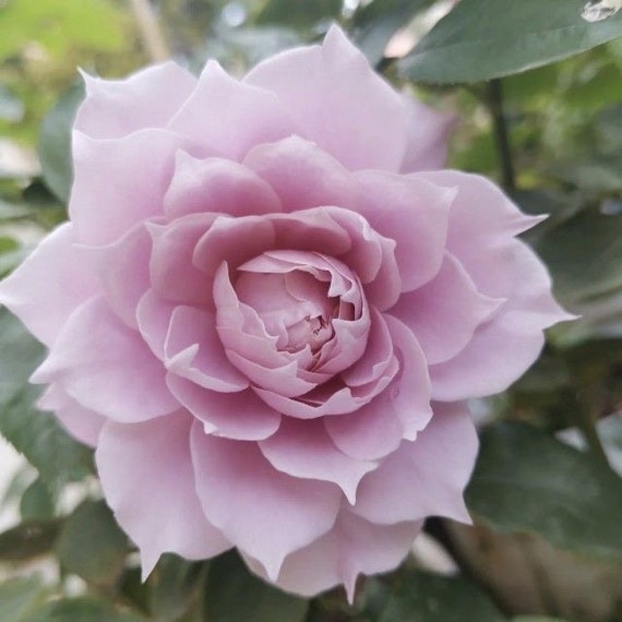 Chinese Rose. Huanzi 幻紫 Continue Blooming. Pretty Purple. Own
