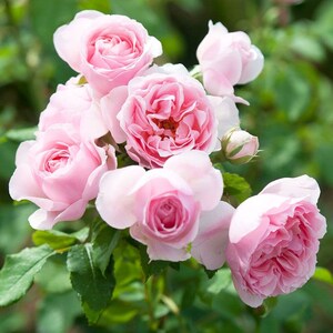 May include: A cluster of pale pink roses with ruffled petals, blooming in a garden setting.
