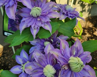May include: A cluster of vibrant purple clematis flowers with multiple layers of pointed petals and pale green centers. The blossoms feature subtle white streaks on the petals, surrounded by deep green leaves and a black plant identification tag.