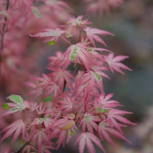 May include: Close-up of a Japanese maple tree branch with pink and green leaves. The leaves have a delicate, star-like shape and are a vibrant pink color with green accents. The background is blurred, creating a soft focus.