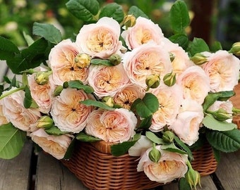 中古】 千本の白い薔薇/ハーパーコリンズ・ジャパン/ベサニー