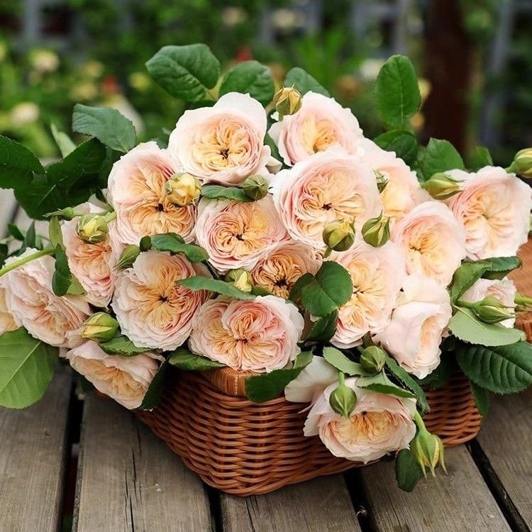 Chinese Julie. Climbing Rose Hanxian 涵仙，cut Rose. highly