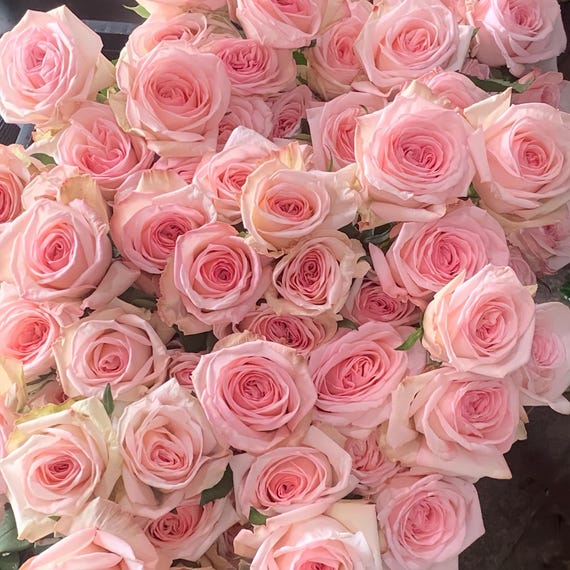 Fragrance Cut Rose. Pink O'hara. Live Plant. 粉色欧哈娜 Cut Rose