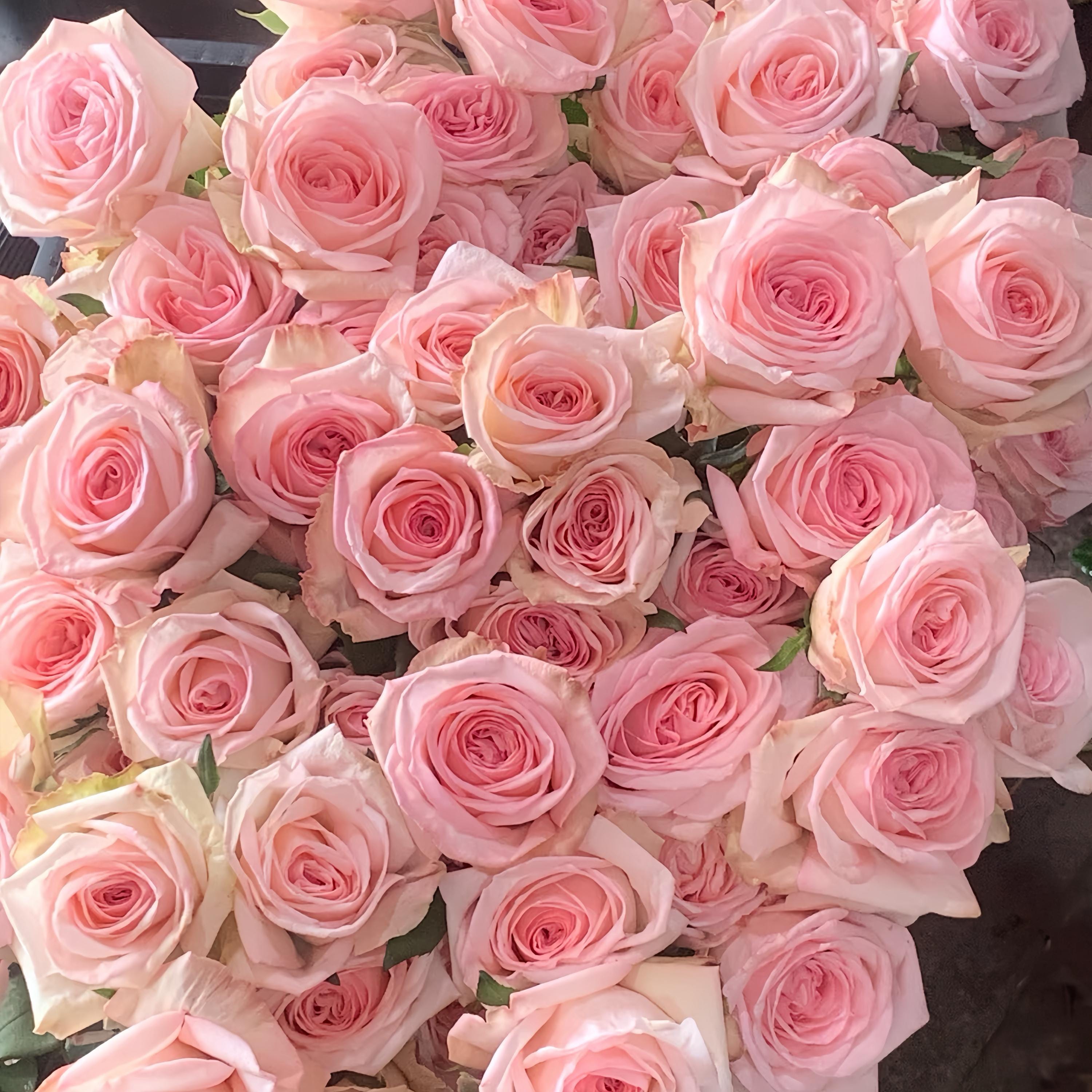 Fragrance Cut Rose. Pink O'hara. Live Plant. 粉色欧哈娜 Cut Rose