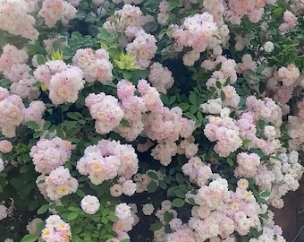 Brise Parfum /Breeze Perfume 呼吸香水 Own root. Super Fast grow climbing rose. Recommend size small.