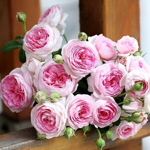 Pu&ograve; includere: Un mazzo di rose rosa con steli e foglie verdi. Le rose sono in diverse fasi di fioritura, alcune sono completamente aperte e altre ancora in bocciolo.