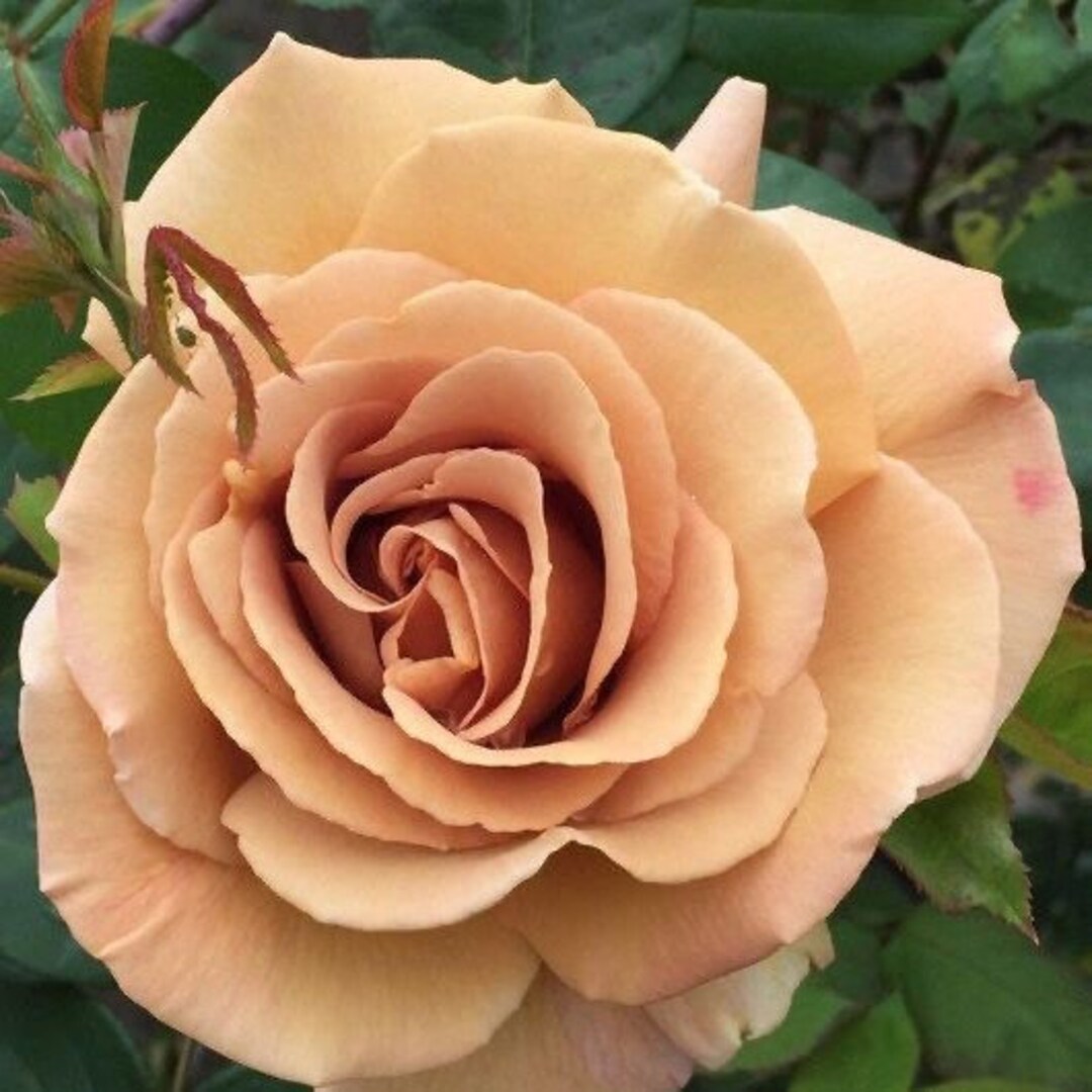 Rose Butterscotch. 黄油硬糖. Own Root. Climbing Rose. Partial Sunlight