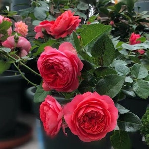 Rare new rose. Red juicy terrazza. 红果汁，flower machine. Continue Blooming. Easy care.