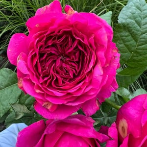 Rose princess kishi 科斯公主