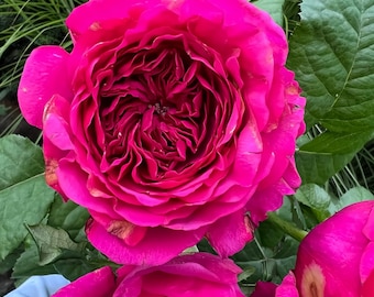 Puede incluir: Una vibrante rosa fucsia en plena floración con pétalos densos y ondulados. La flor muestra tonos magenta profundos en el centro, que pasan a bordes de color rosa más claro con sutiles signos de desgaste natural en las puntas.