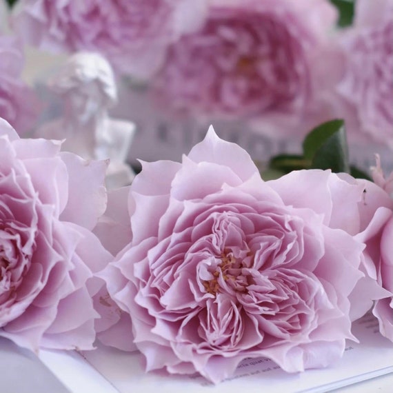Chinese Rose. Huanzi 幻紫 Continue Blooming. Pretty Purple. Own