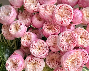 Pode incluir: Um denso buquê de numerosas rosas de jardim em vários tons de rosa suave e creme. As flores apresentam pétalas apertadas e onduladas com uma aparência em camadas. Grandes folhas variegadas em verde e branco são visíveis na base.