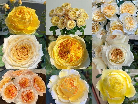 Mystery Yellow Rose Plants. Cut Roses. Random Pick. - Etsy