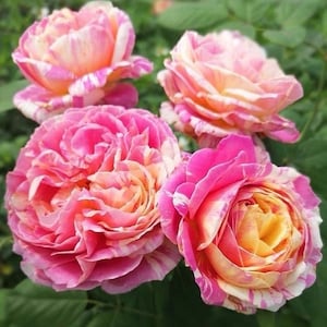 Könnte beinhalten: Vier blühende Rosen mit geschichteten Blütenblättern in Rosa-, Creme- und Gelbtönen. Jede Blüte zeigt ein panaschiertes Muster mit weißen und tiefrosa Streifen auf den weichen, gerüschten Blütenblättern, was ein buntes Blumenbild ergibt.