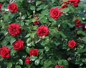 May include: A dense rose bush featuring numerous vibrant red flowers in various stages of bloom, interspersed with lush green foliage and small, unopened buds. The petals are tightly layered, creating a full, rounded appearance.