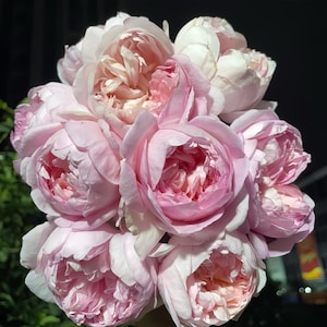 Mon Coeur 我的心モン クゥール Fragrance. Japanese Rose Continue