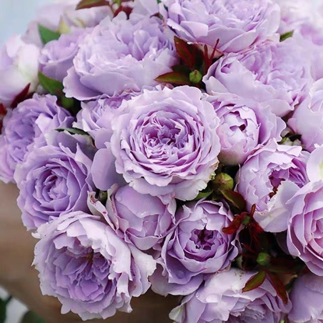 Rose 空濛 Kongmeng Chinese Rose. 天狼月季pretty Blue Flowers. Continue Blooming. Perfect in Summer