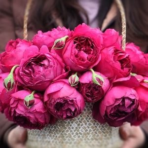 Rose autumn rouge. 秋日胭脂. Own root. Strong fragrance. Continue Blooming. Heat resistance. Cut Rose.