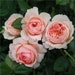 Masora マソラ 真宙 Japanese Rose Super Lovely Big Flowers Heat Resistance ...