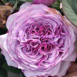 Rose Ilias 伊利亚特 Cut Rose. Japanese Rose.