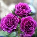 see more listings in the Shrub Rose section