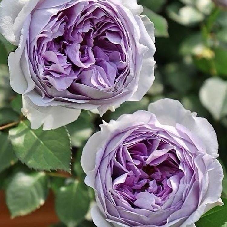 Rose Lilas. 丽拉. Japanese Rose. Own Root. 木村卓功新品，disease