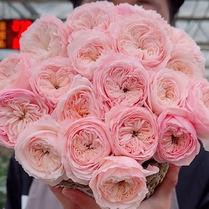 Chinese Rose. 涵仙，cut Rose. highly recommended. Continue Blooming. Light Pink when it's cold. Free priority shipping.