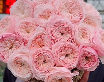 Japanese Rose 'yves Wedding Road' (婚礼之路) (2 Gal+ Live Japanese Rose 'yves Wedding Road' (婚礼之路) (2 Gal+ Live