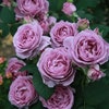 Masora マソラ 真宙 Japanese Rose Super Lovely Big Flowers Heat Resistance ...