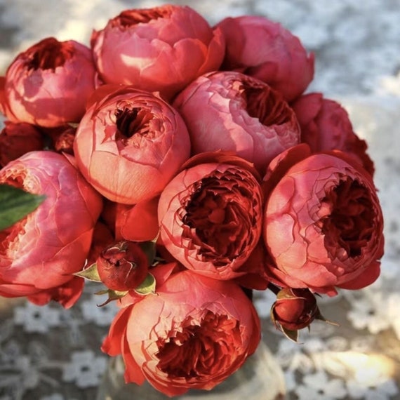 Pretty Chinese Rose. Zhushawan 朱砂碗. Lovely Color