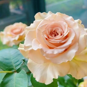 Rose Alles 光之翼 第九天使