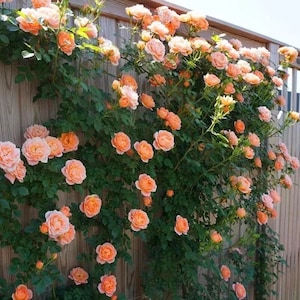 Sweet Dream 甜梦 Climbing Rose. Repeat Blooming. Disease resistance.