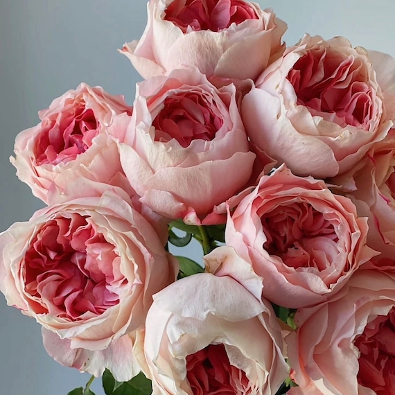 Princess Sakura. 樱花公主 Japanese Rose.continue Blooming Princess Sakura. 樱花公主 Japanese Rose.continue Blooming