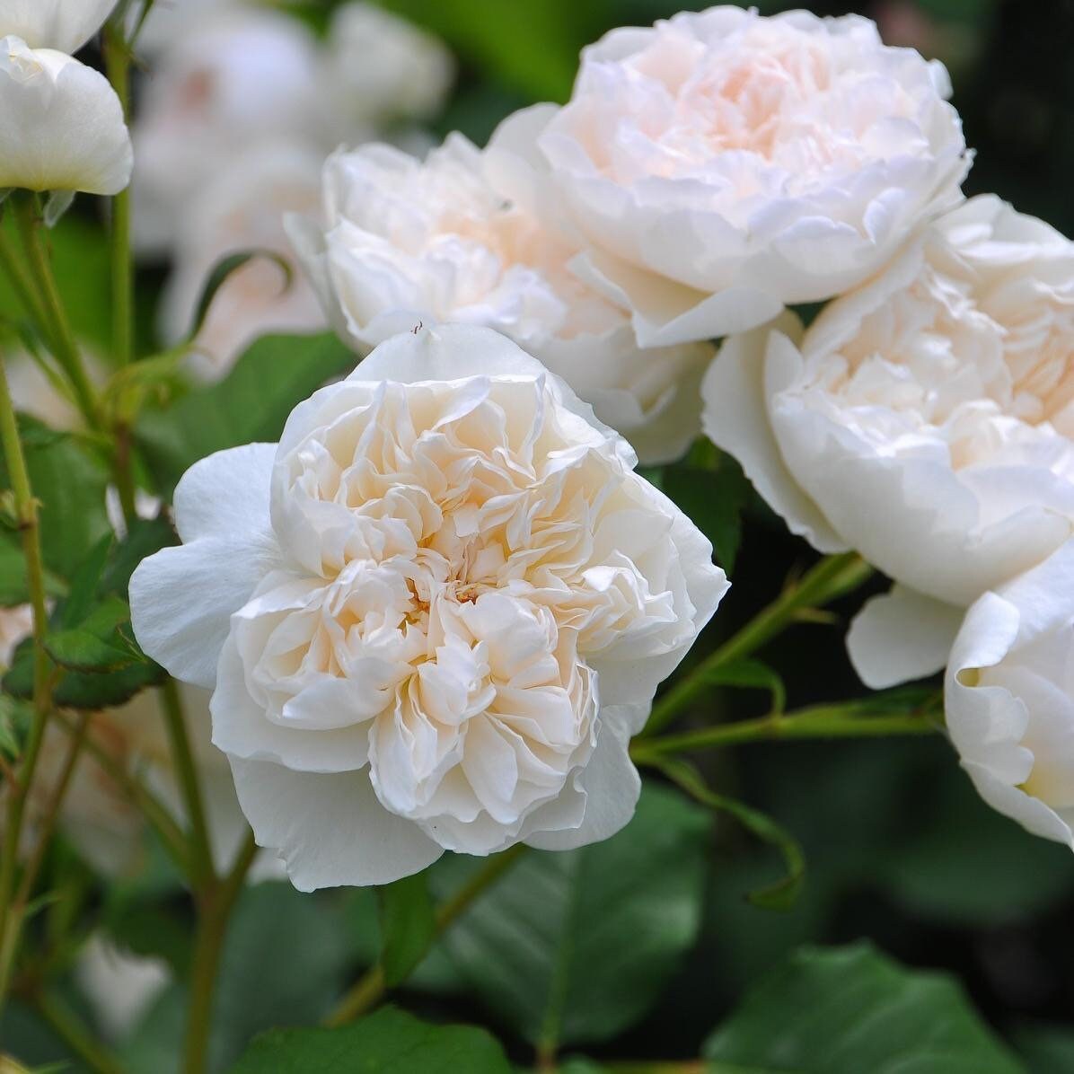 Rose Queen of the Elves,クイーン オブ エルブ. 精灵女王，精灵王后
