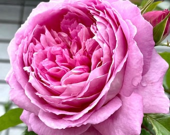 Mon Coeur 我的心モン クゥール Fragrance. Japanese Rose Continue