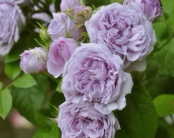 Le Ciel Bleu /blue Sky. Rose 蓝色天空 Japanese Rose. Own