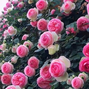 May include: A lush display of pink roses in full bloom. The roses have a soft, layered petal structure with a gradient of pink hues, transitioning to a lighter shade at the edges. Dark green leaves provide a contrasting backdrop.